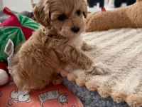 Sevimli Maltipoo Köpekleri