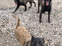 Safkan black malinois