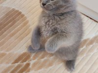 GRİ ERKEK YAVRU KEDİMİZ