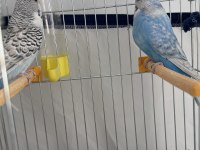 Jumbo muhabbet kuşları takım