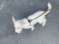 Maltese terrier golden kırması 1 yaşında