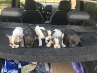 55 günlük french bulldog yavrularım Balıkesir altınoluk