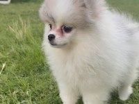 Pomeranian boo tea cup disi küçük boy