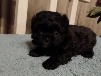 Shihpoo yavrular