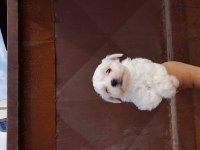 Kartopu Yavru Köpekler Yeni Yuvalarini Ariyorlar
