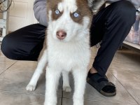 Husky Sibirya kurdu