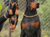 Çiftliğin efsane doberman yavruları kapıda ödemeli