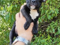 ACİL STANDART TEACUP ERKEK FRENCH BULLDOG YAVRU 2 AYLIK