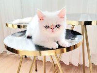 Exotic Shorthair Beyaz Kedimiz