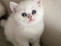 Silver british longhair dişi ve erkek bebekler