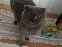 5 yaşında scotitsh straight yeni sahibini arıyor.