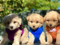 IRK GARANTİLİ MALTİPOO YAVRULAR