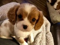 Efsane sevimli cavalier king charles yavrular