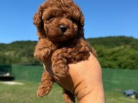 Toy Poodle Kore Kan Yavrularımız