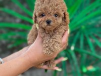 Toy poodle erkek yavrularım