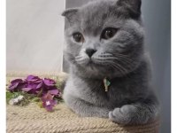 Ücretsiz scottish fold antalya
