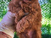 Orjinal Sağlık Garantili İzmir De Ev Üretimi Köpeklerim