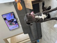 3 aylık erkek cane corso