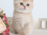 Krem Rengi Dişi Yavru British Shorthair