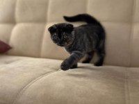 Scottish fold blue point erkek yavrular