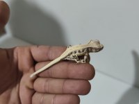 Üst Kalite Crested Geckolar