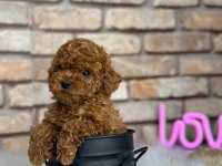 Şecereli mikro cipli poodle yavrular