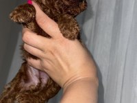 RED BROWN KORE TEA CUP POODLE BEBEKLER