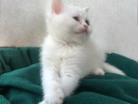 2 aylık British Shorthair