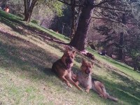 10 Aylık Alman Çoban köpeği ücretsiz sahiplendirme