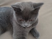 Full şecereli british shorthair blue point
