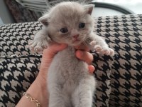 1.6.23 doğumlu british shorthair yavrularımız