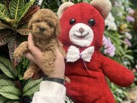 Birinci sınıf poodle bebekler