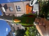 Erkek full evcil yavru eclectus