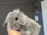 Hollanda Mini Ve Cüce Tavşan Gonderılır
