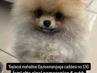 KAYIP KÖPEĞİMİZ ARANIYOR