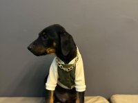 Aşılı doberman bebekler