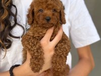 TOY POODLE BEBEKLERİ