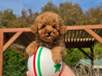 HİPOALERJANİK TOY POODLE BEBEKLERİMİZ