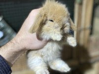 Hollanda Lop ve Teddy Lop Tavşan Yavrularımız