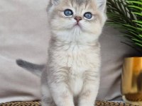 Mavi ve sarının uyumu blue golden british shorthair