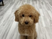 11 Aylık Maltipoo – Enerjik, Sevecen, Aşıları Tam