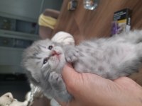 2 aylık scottish fold yavrular yeni yuvasını arıyor