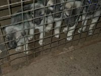 İri cüsseli kangal yavruları