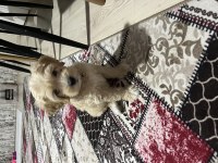 Maltipoo köpeğimize yuva arıyoruz