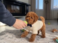 Toy Poodle Yavru