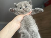 British shorthair ve british longhair yavrular Ankara