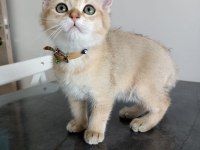 British shorthair golden erkek