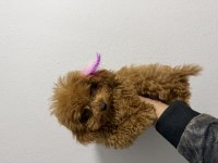 Baba sıfır numara anne sıfır bir numara poodle