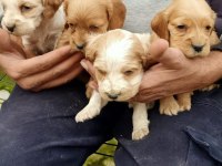 American Cocker yavru köpekler