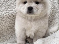 Çin Aslanı Köpeğimiz